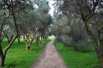 Path among olive trees. Nature rural landscape.