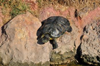 Red eared slider turtle climbing on rocks. Amphibian reptile animal in natural environment.