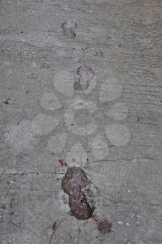 Footprints and dog paw tracks imprinted on wet concrete surface abstract background.