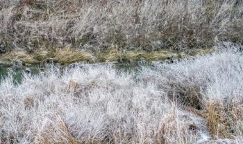 Winter frost clings to bushes on the bank of the Green River in Washington State.