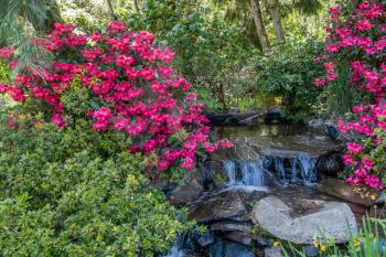 A view of red Azalea flowers and a small stream at Seatac, Washington.