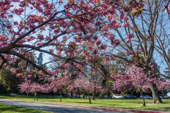 A vuew from below abundant Cherry Tree blossoms at Seward Park in Seattle, Washington.