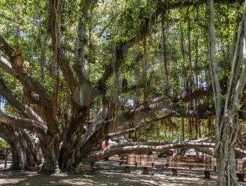 A view of a section of a huge Banyan tree in Lahaina on Maui, Hawaii.