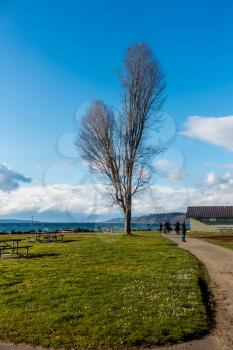 A view of a bare tree at Saltwater State Park in Des Moines, Washington.
