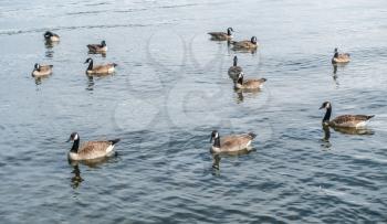 Canada Geese paddle on the water at Seward Park in Seattle, Washington.