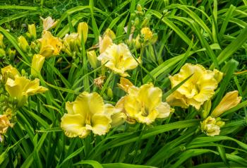 A closeup shot of many  yellow Daylily flowesrs.