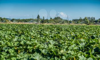 Summer crops grow in a field with Mount Rainier in the distance.