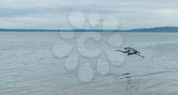 A Blue Heron flies near the shore at Saltwater State Park.