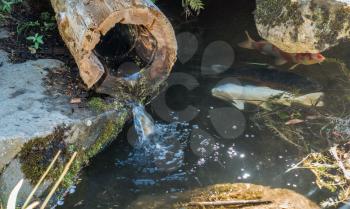 Water flows through a hollow log into a pond with Koi fish.