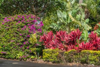 A view of landscaping with bushes and flowers on Maui, Hawaii.