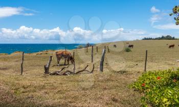 Cattle graze on the island of Maui, Hawaii.