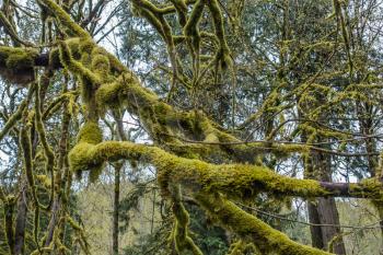 Moss covers tree branches at Falming Geyser State Park in Washington State.