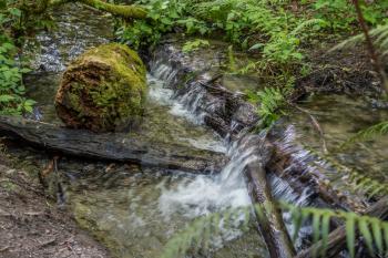 Water rushes over logs in a stream at Dash Point State Park in Washington State.