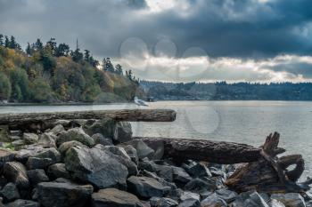 A view of a seagull along the shore at Saltwater State Park in Des Moines, Washington.