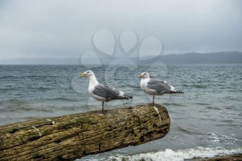 Three seagulls sit on a driftwood log.