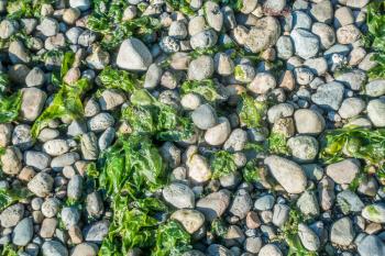 Background shot of rock with seaweed at Seahurst Beach in Burien, Washington.