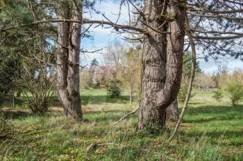 Two trees frame Cherry trees in Spring. Shot taken in Seatac, Washington.
