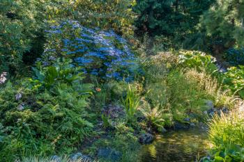 A small stream flows near a bush that is overflowing with blue flowers.