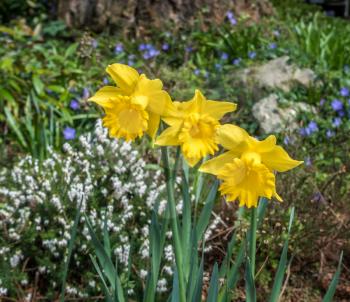 Three Daffodils bloom in Spring.