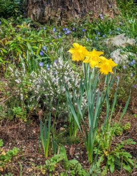 Three Daffodils bloom in Spring.