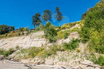 Three trees stand out on a sandy bluff at Saltwater State Park in Washington State.