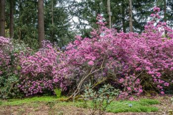 Rhododendron flowers create a wall of color in Federal Way, Washington.