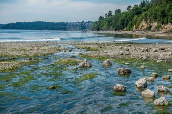 A wide freshwater stream flows into the Puget Sound at Saltwater State Park in Washington State. The tide is low and a serene mood is set by calm waters.