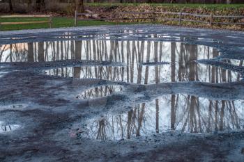 Bare trees are reflected in puddles in Kent, Washington.