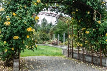 Yellow roses grow on an  arbor in Seatac, Washington.
