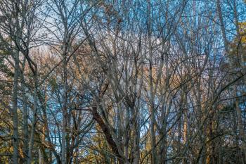 Baren Trees stand proud in Normandy Park, Washington in December.