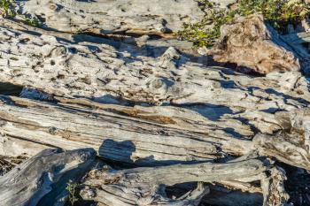 A closeup shot of driftwood on the shore in Normandy Park, Washington.
