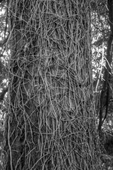 Dead vines cover a tree at Dash Point State Park in Washington State. Black and white image.