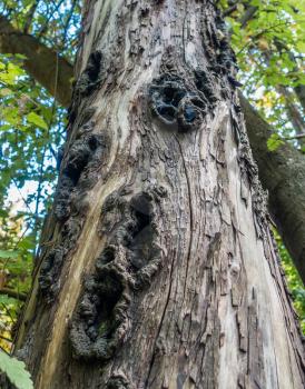 Macro shot of dark holes in a tree trunk.