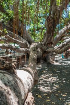 A view of a section of a huge Banyan tree in Lahaina on Maui, Hawaii.