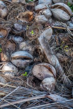 Macro shot of a pile of coconut husks on Maui, Hawaii.