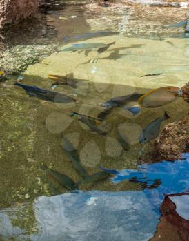 Tropical fish swim in a pont at a Hawaiian aquarium.