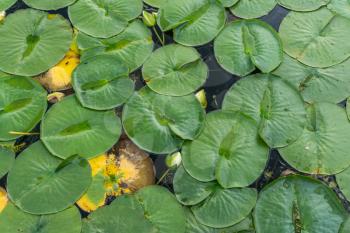 A macro shot of Lily pads at the Seattle Arboretum.