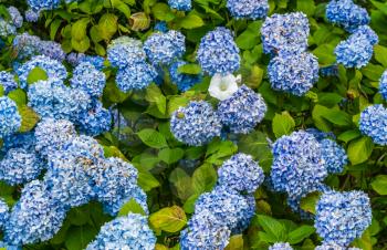 A background shot of blues Hydrangea flowers.