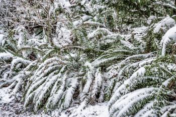 Snow covers ferns in the Pacific Northwest.