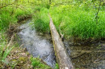 A long log lays over a stream at Flaming Geyser State Park in Washington State.