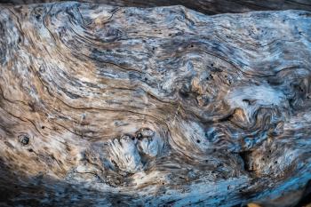 A closeup shot of a warped driftwood log.