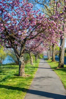 Cherry Trees in full bloom line the shore of Lake Washington in Seattle.