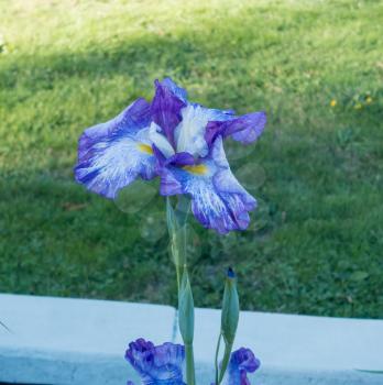 Closeup of a blue and white Iris. Macro shot.
