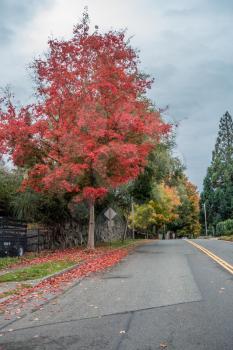 Fall colors brighten up this street in Burien, Washington.