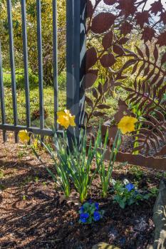 Daffodils bloom in front of a fence in Spring. Location is Seatac, Washington.