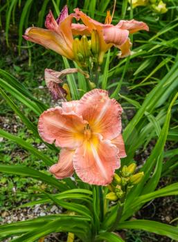 A closeup shot of an orange Daylily flower.