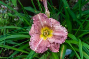 A closeup shot of a red Daylily flower.