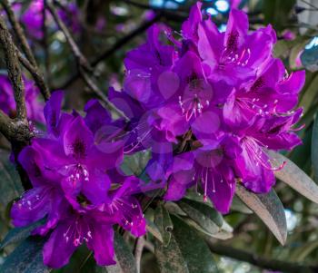 A macro shot of a deep purple Rhododendron.