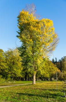 A tree with autumn leaves stands out at Saltwater State Park in Des Moines, Washington.