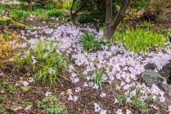 Pink flowers cover the ground in Spring. Shot taken in Seatac, Washington.